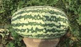 网红大瓜图片,一场视觉盛宴背后的真相